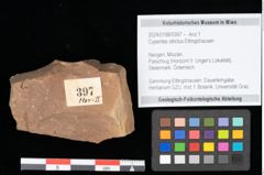 Foto (Objekt + Etikett) von Cyperites strictus Ettingshausen (NHMW-GEO-2024-0188-0397)